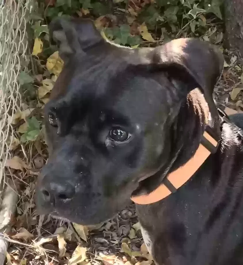 Found dog in Greenville, SC, 29614