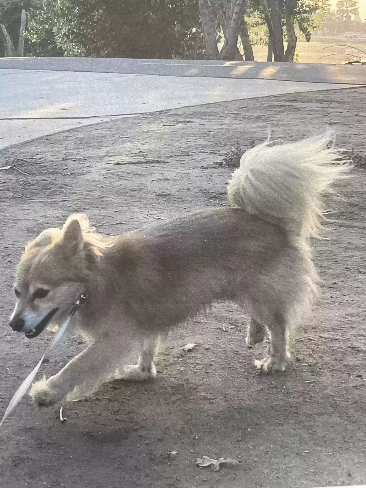 Lost dog in Bakersfield, CA, 93309