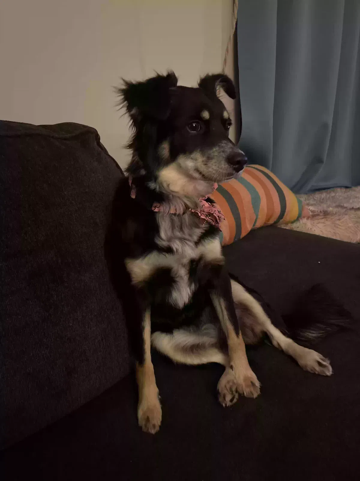 Lost dog in Henderson, CO, 80640