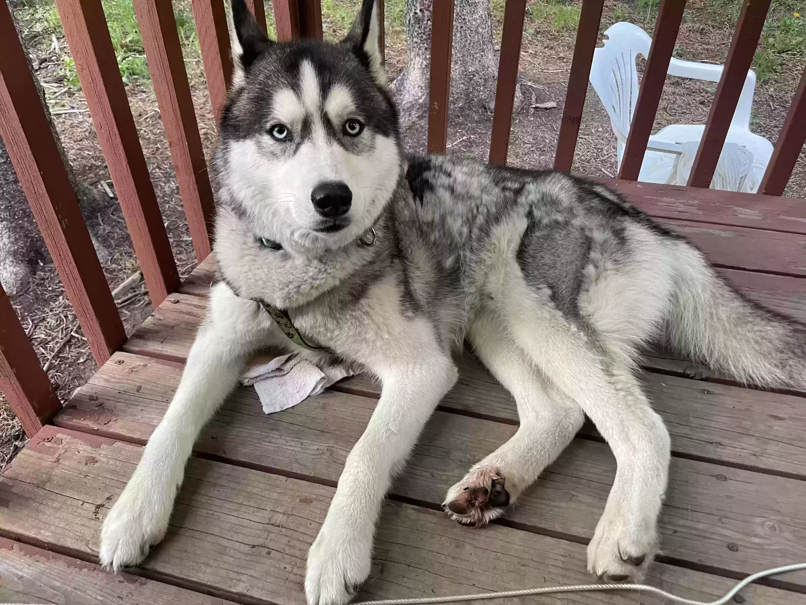 Lost dog in Wellston, OK, 74881