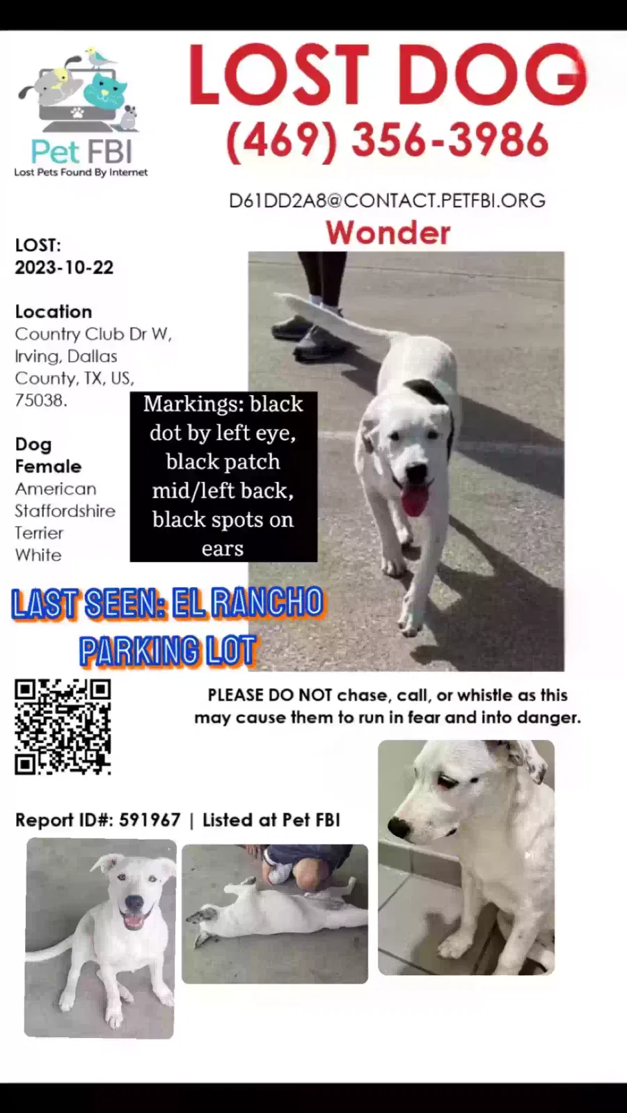 Lost dog in Irving, TX, 75038