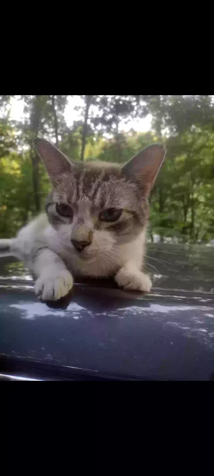 Lost cat in Cartersville, GA, 30121
