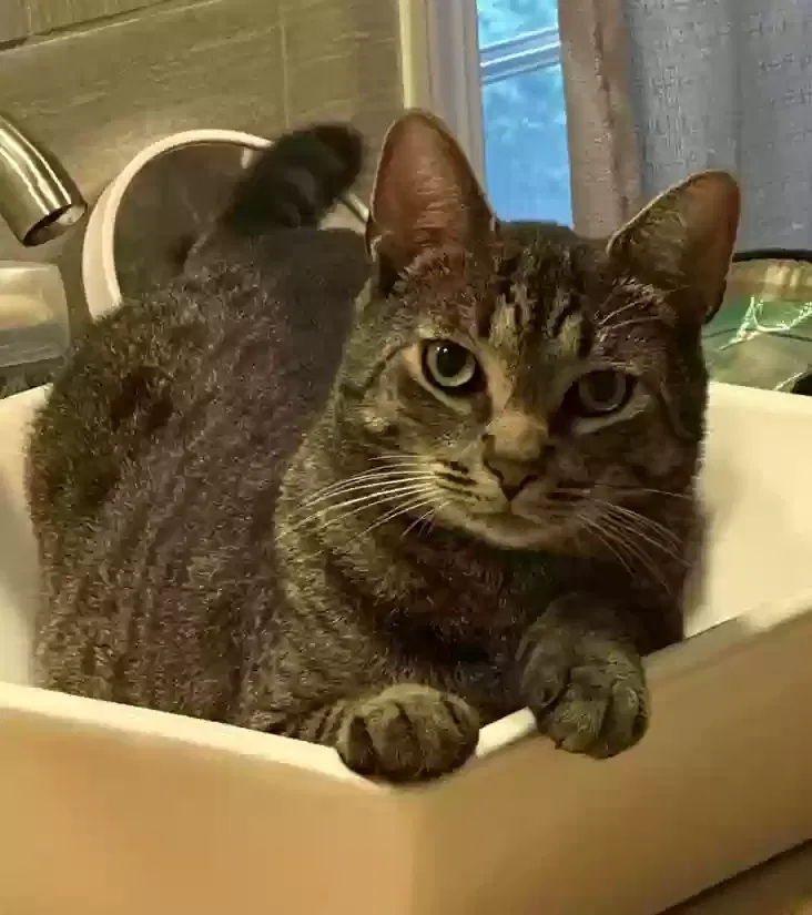 Lost cat in Danbury, CT, 6811