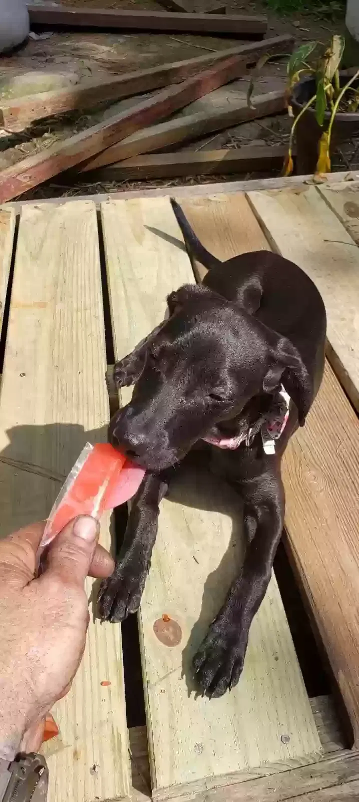 Lost dog in Gainesville, GA, 30506