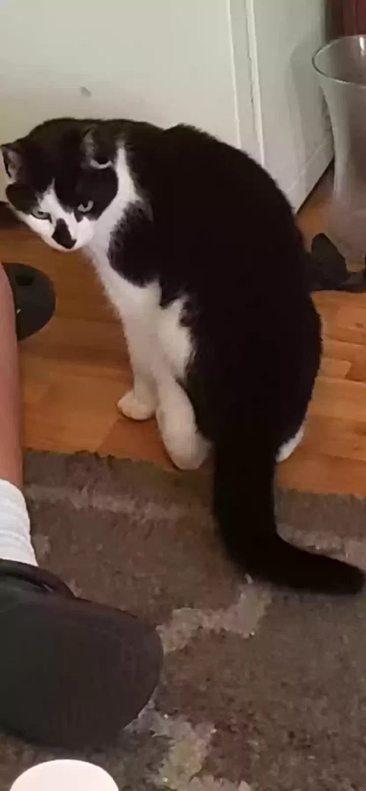 Found cat in Keyport, NJ, 7735
