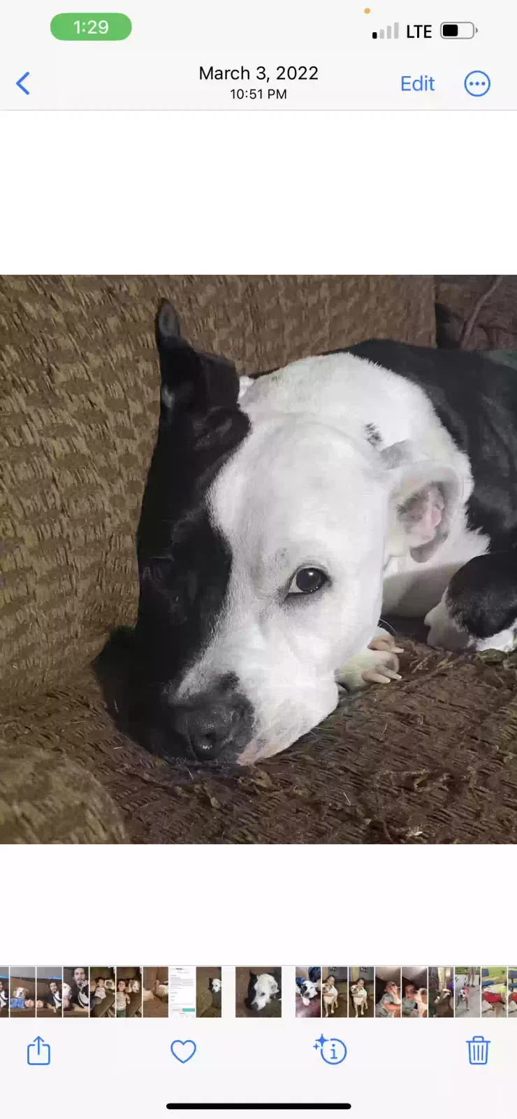 Lost dog in Ten Mile, TN, 37880