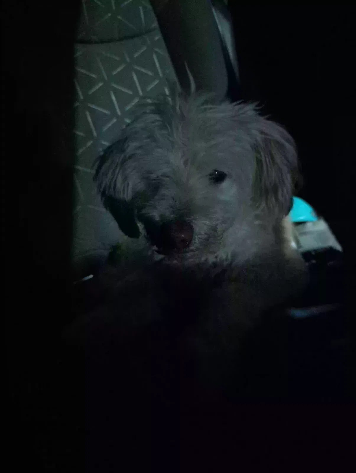 Found dog in Anaheim, CA, 92801