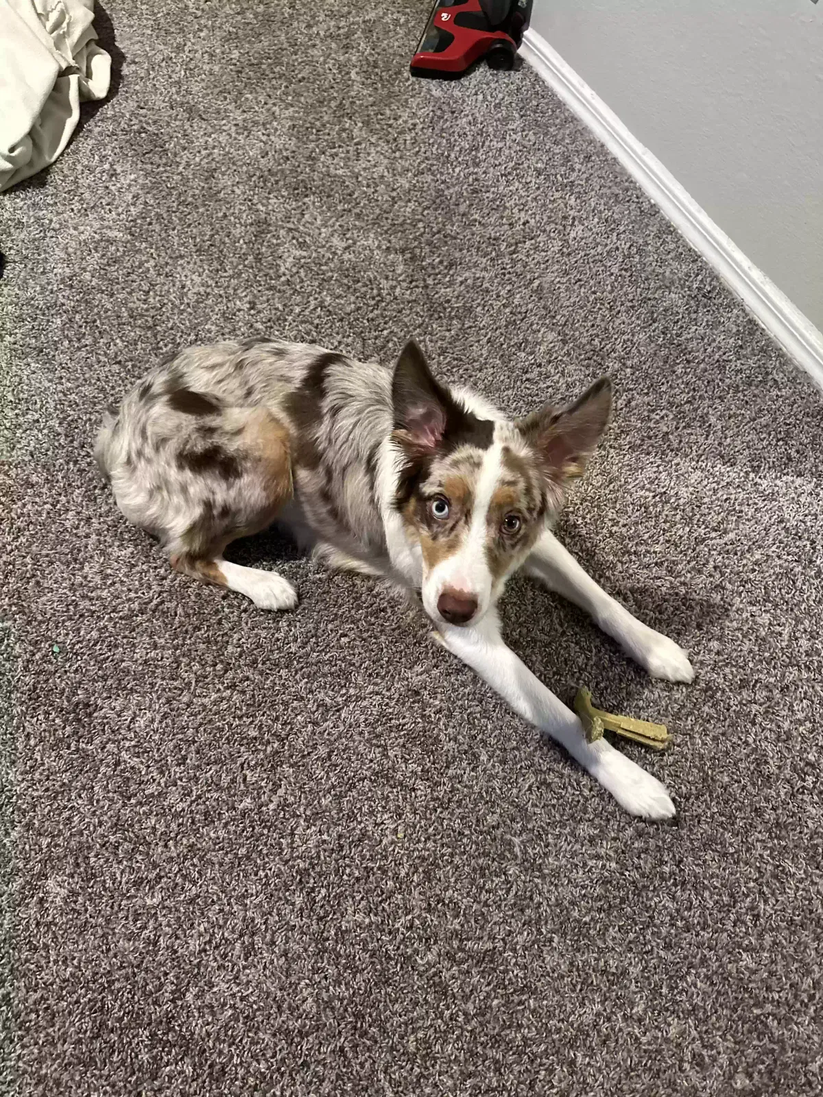 Lost dog in North Charleston, SC, 29405