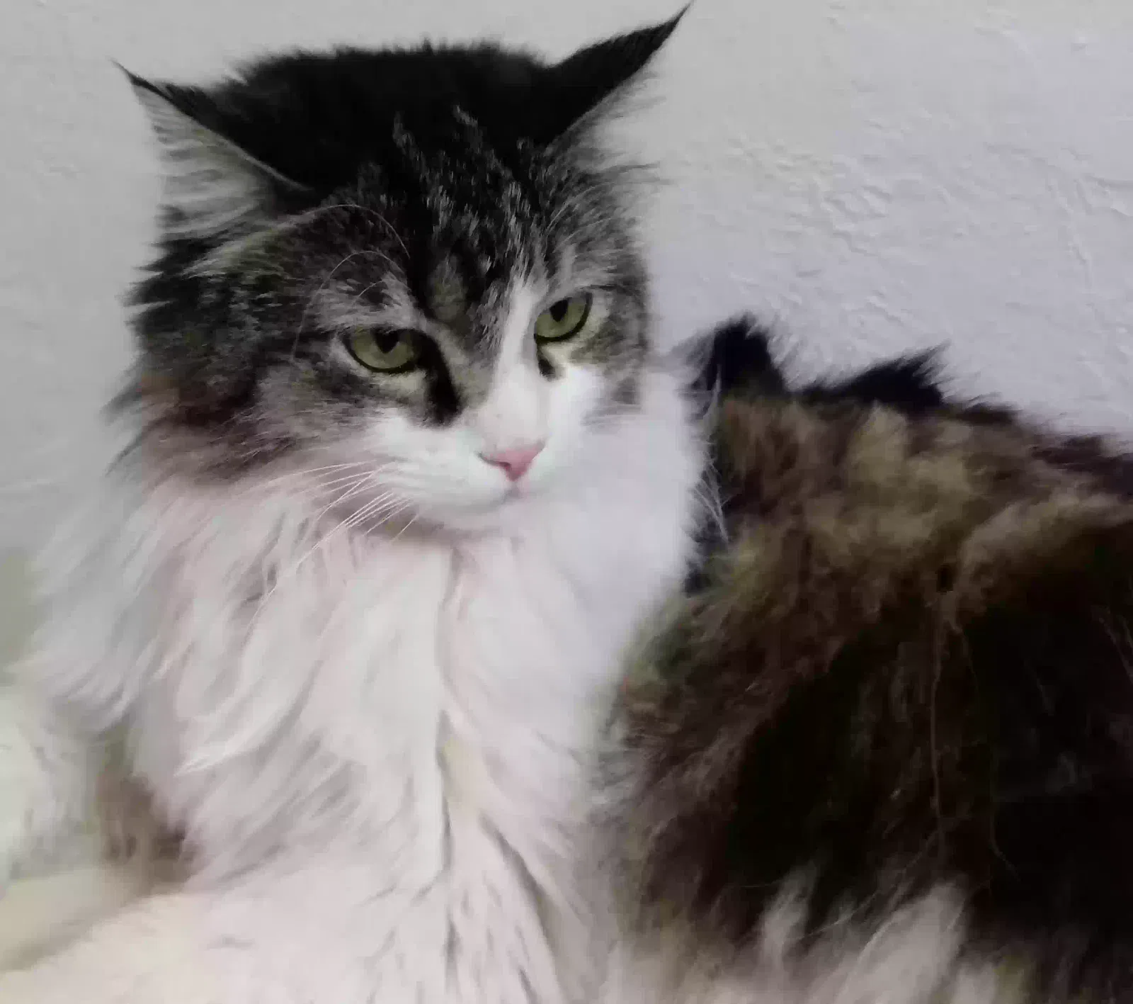 Lost cat in Las Cruces, NM, 88005