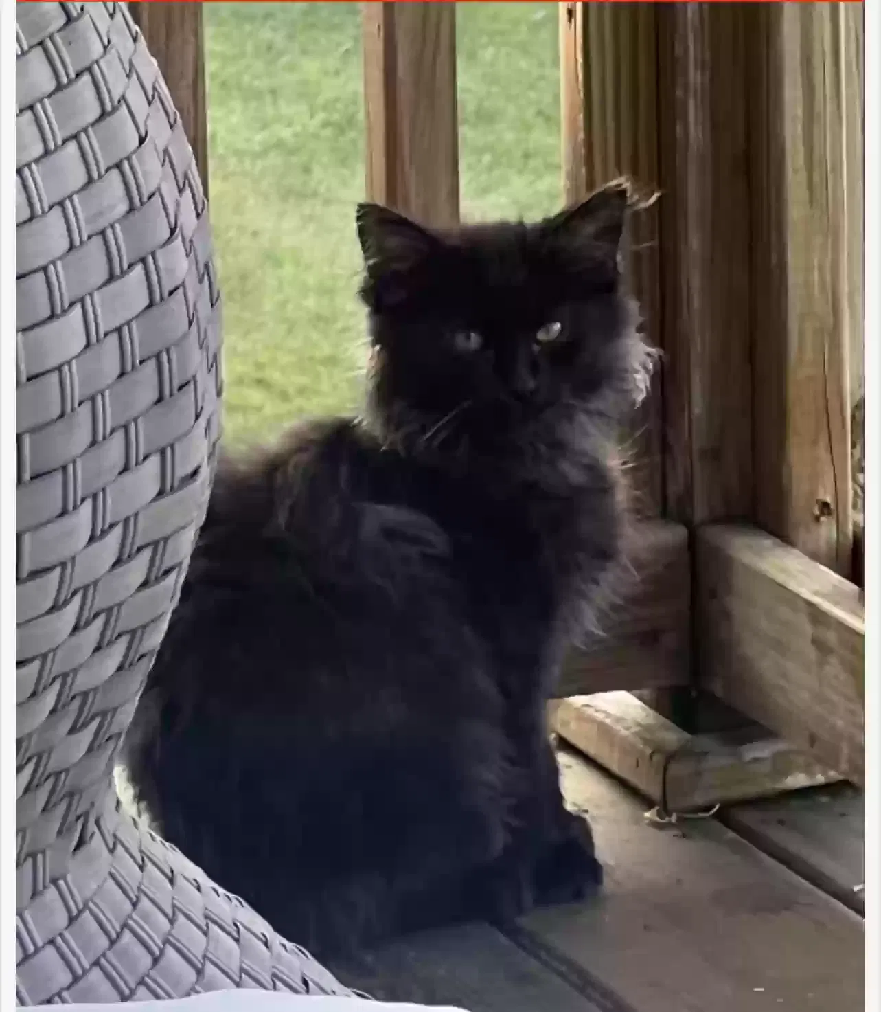 Lost cat in Fairfield, OH, 45014