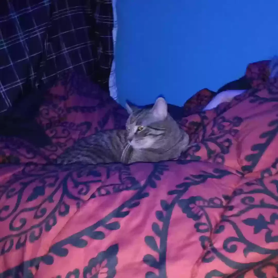 Lost cat in Fort Wayne, IN, 46807