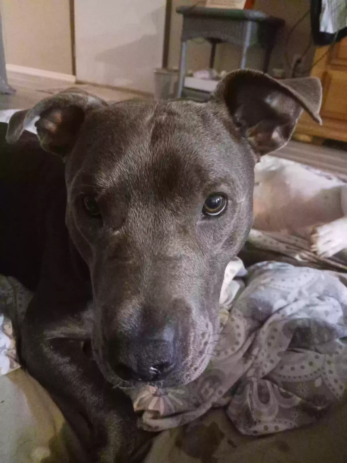 Lost dog in Ashford, AL, 36312