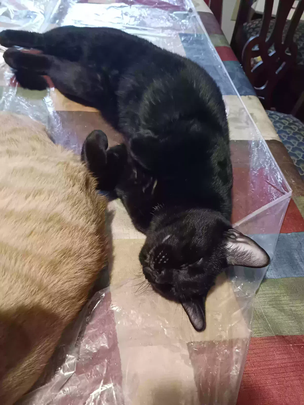 Found cat in Gastonia, NC, 28052