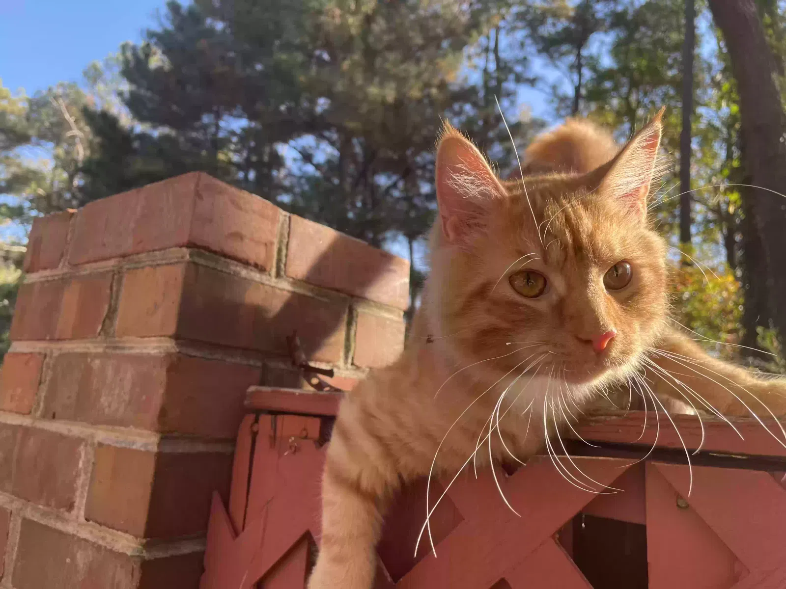 Found cat in Decatur, GA, 30032