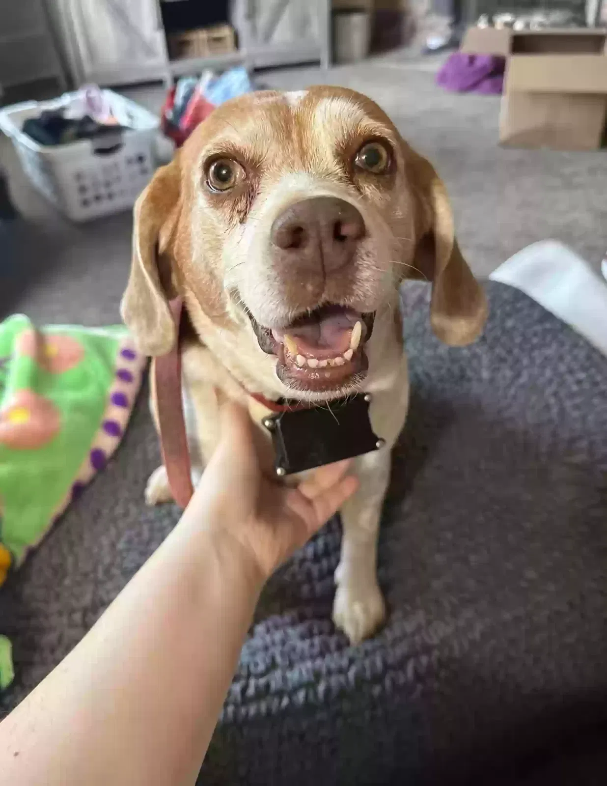 Lost dog in Brookville, IN, 47012