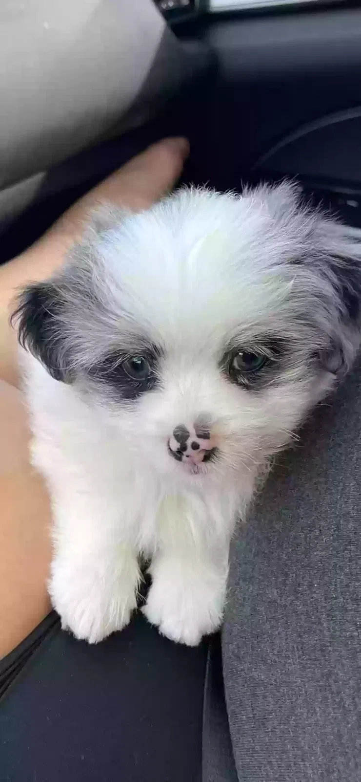 Lost dog in Pompano Beach, FL, 33064