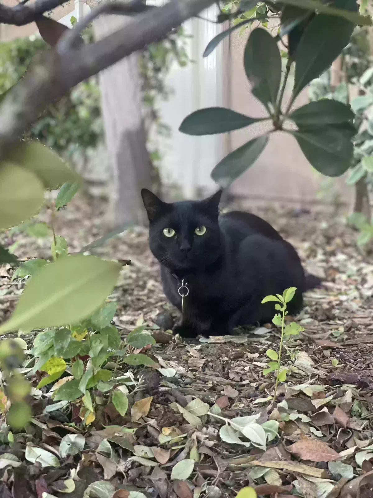 Lost cat in Oxnard, CA, 93035