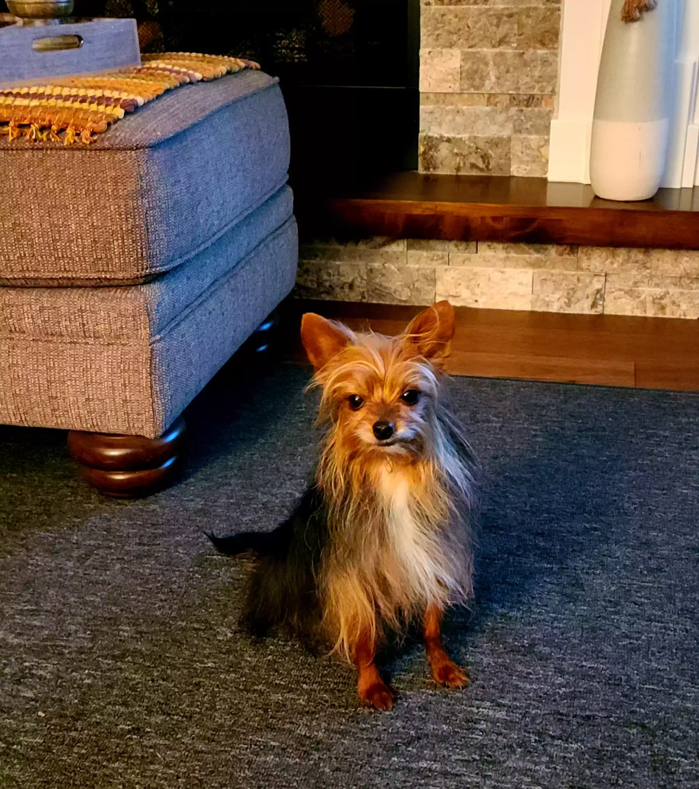 Lost dog in Hillsboro, OH, 45133