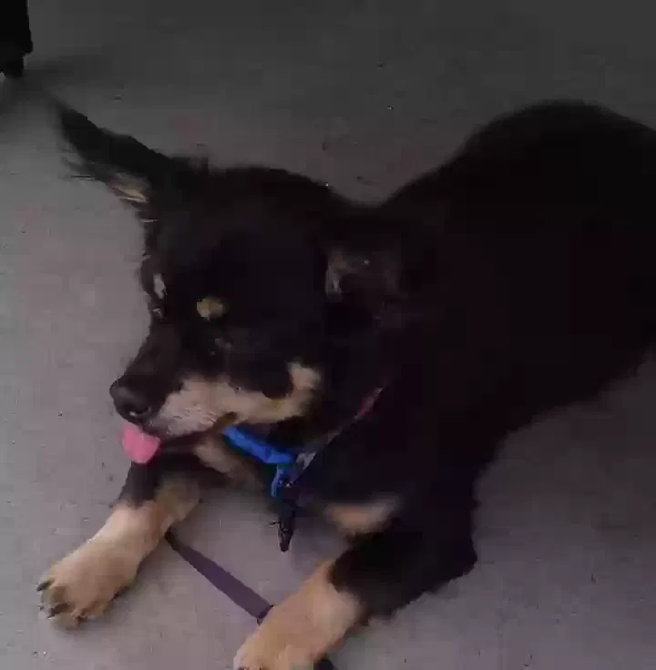 Lost dog in Bakersfield, CA, 93307