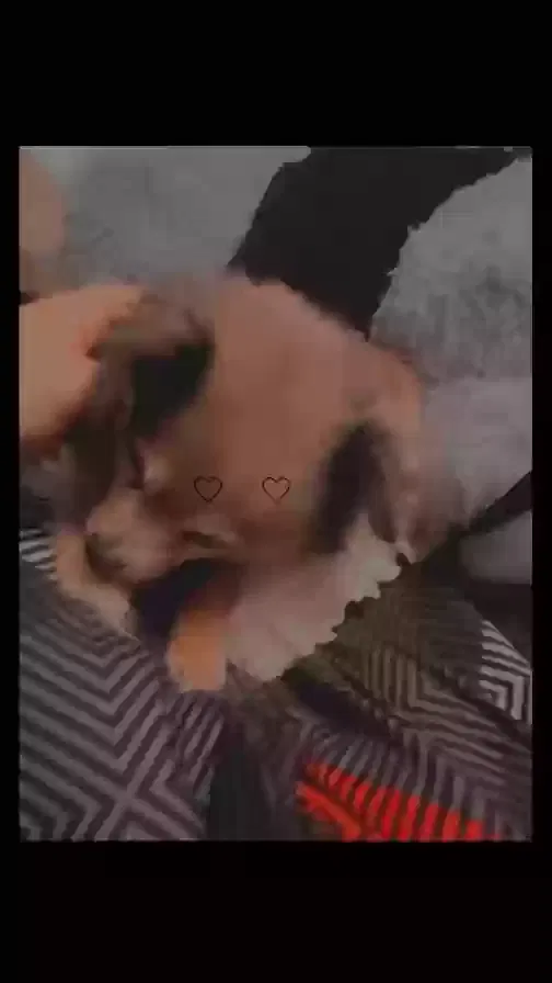 Lost dog in Las Vegas, NV, 89104