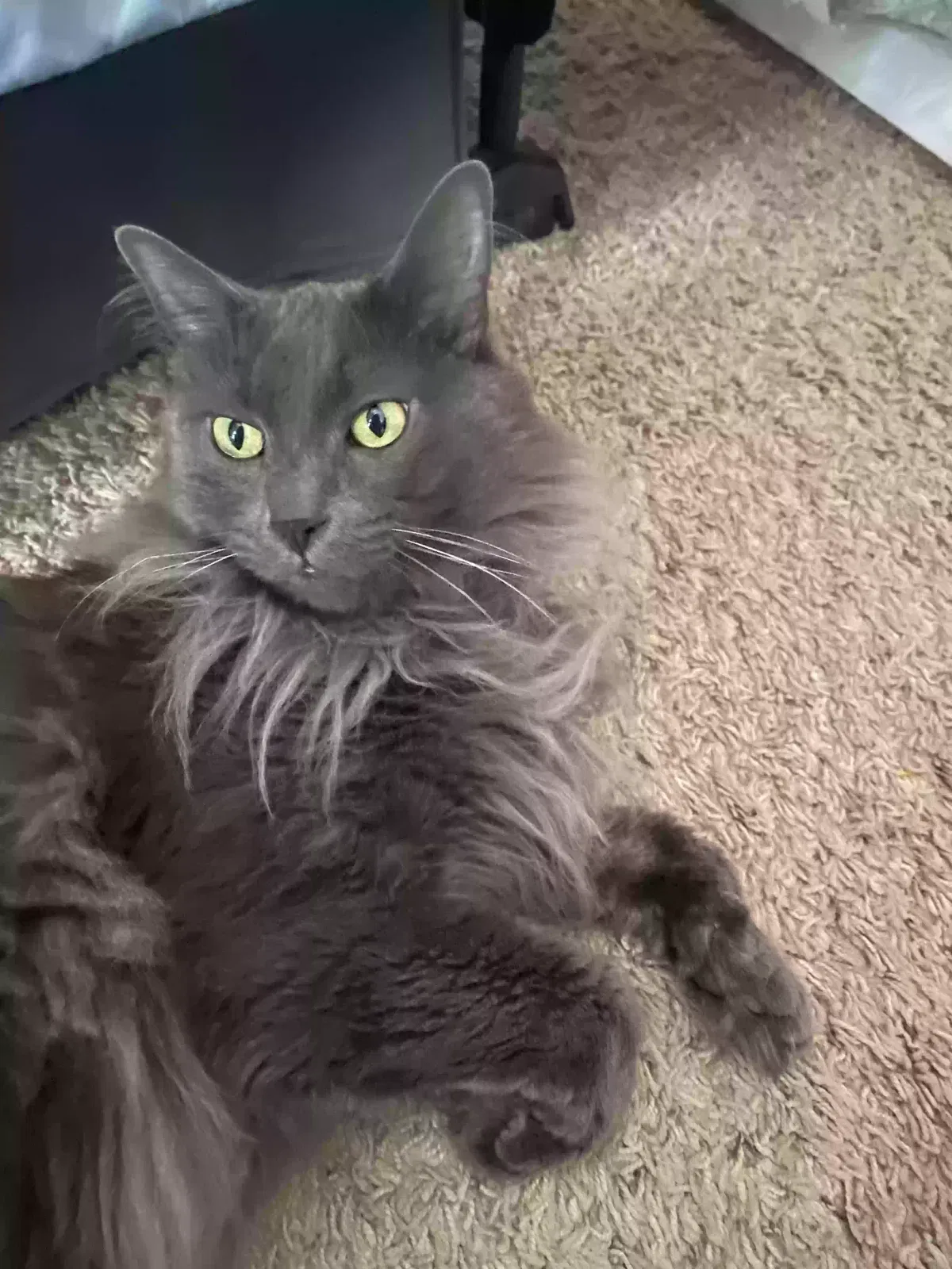 Lost cat in Phoenix, AZ, 85083
