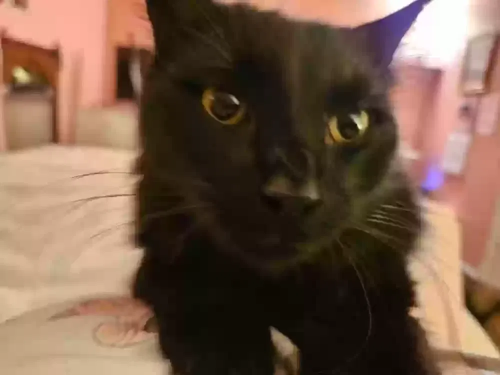 Lost cat in Culloden, WV, 25510