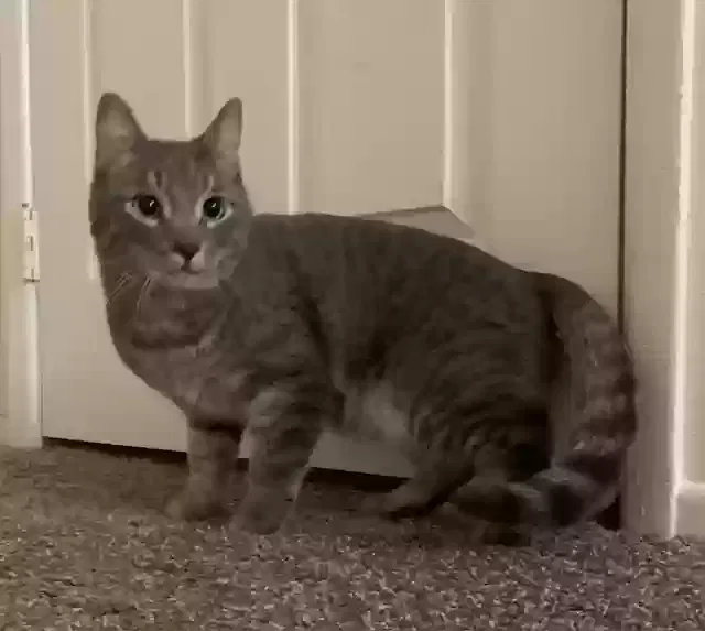 Lost cat in Scottsdale, AZ, 85257