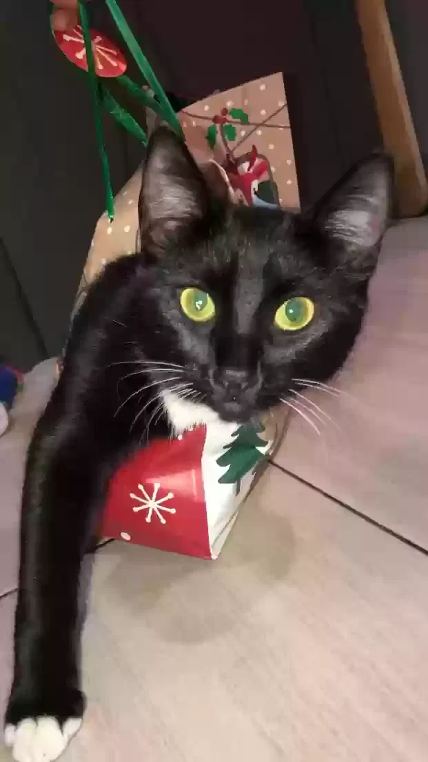 Lost cat in Chula Vista, CA, 91910