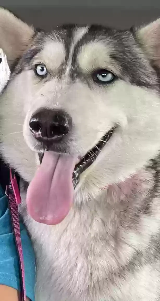 Lost dog in Antioch, CA, 94509