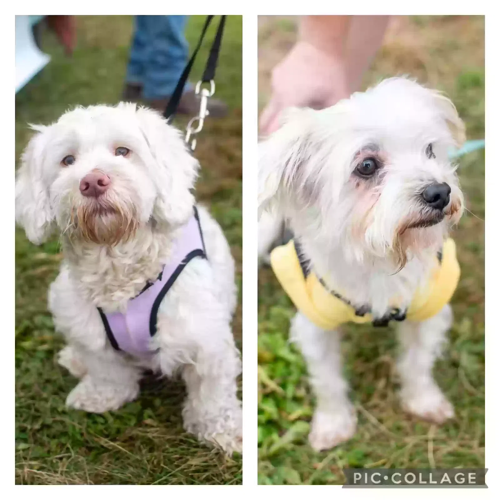 Lost dog in Indianapolis, IN, 46224