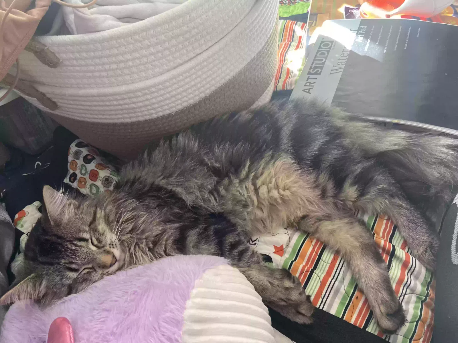 Lost cat in Puyallup, WA, 98372