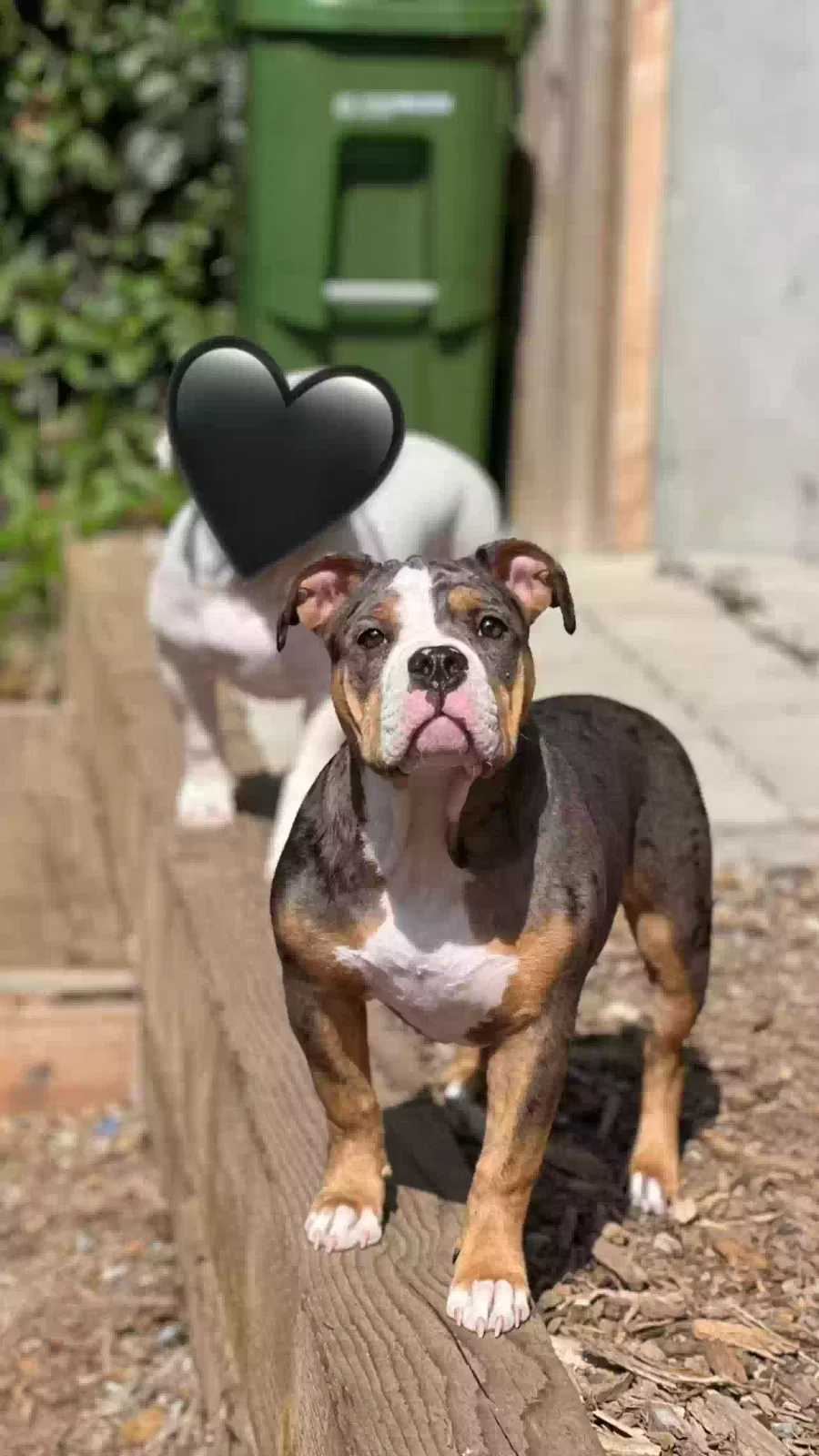 Lost dog in Los Angeles, CA, 90057