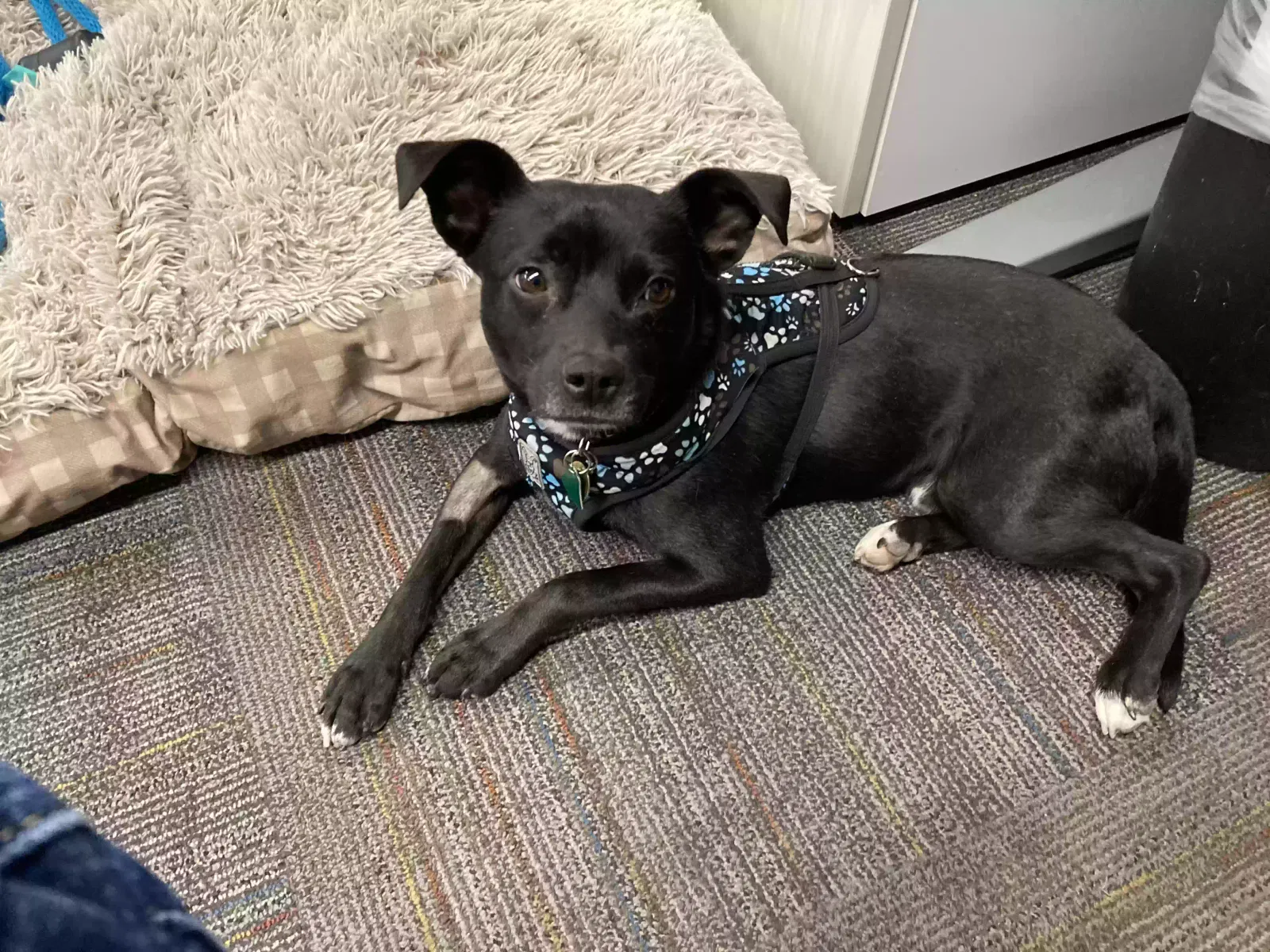 Lost dog in Aurora, CO, 80010