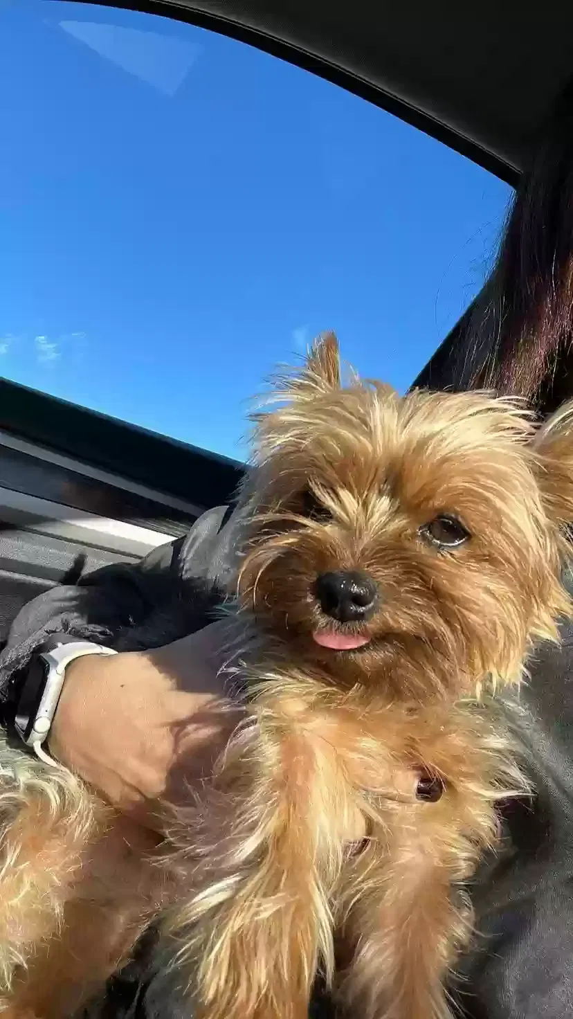Lost dog in El Paso, TX, 79912