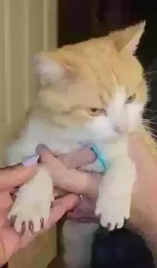 Lost cat in San Antonio, TX, 78218