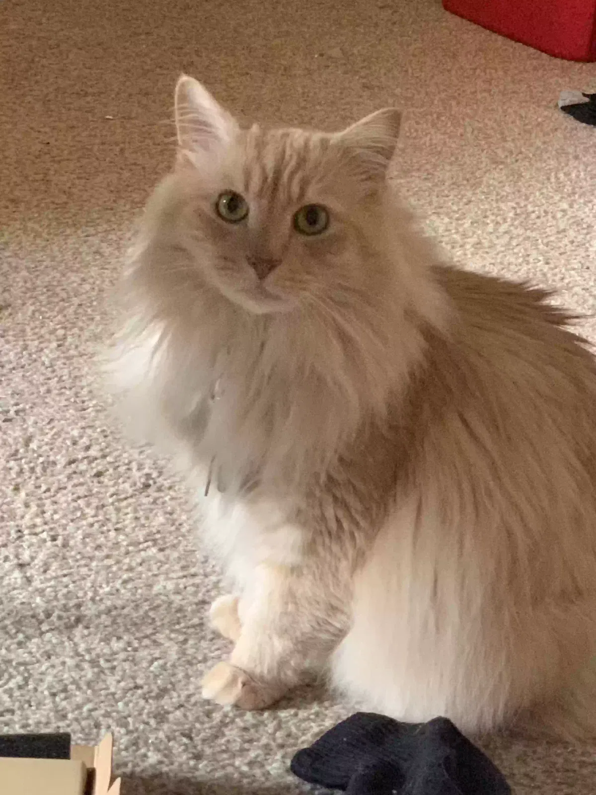 Lost cat in High Point, NC, 27265