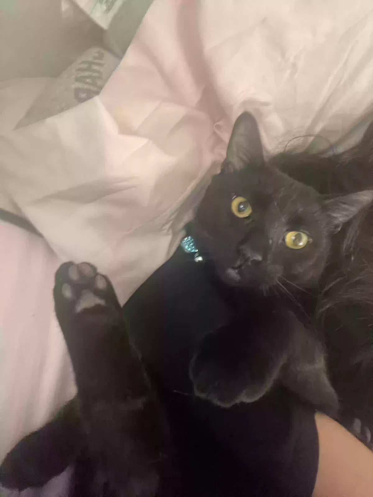 Lost cat in Irvine, CA, 92604