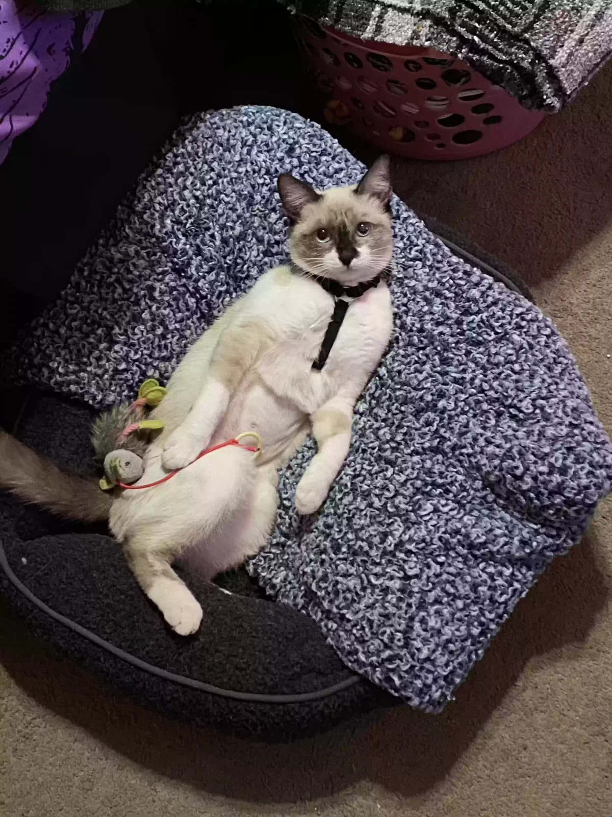 Lost cat in Apple Valley, CA, 92308
