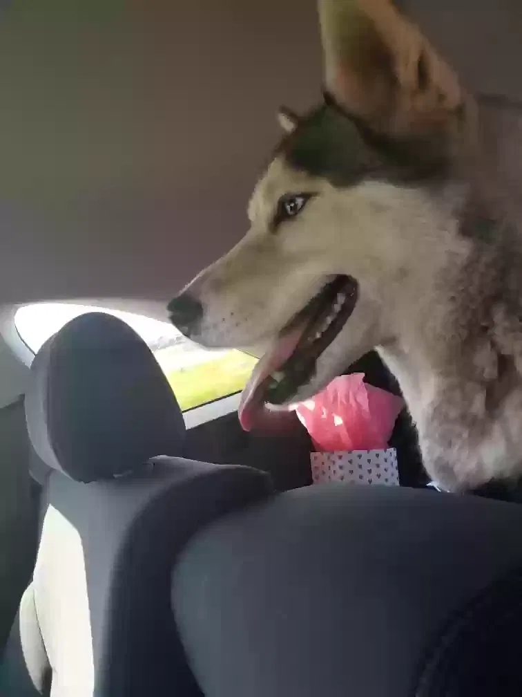 Lost dog in Fresno, CA, 93722