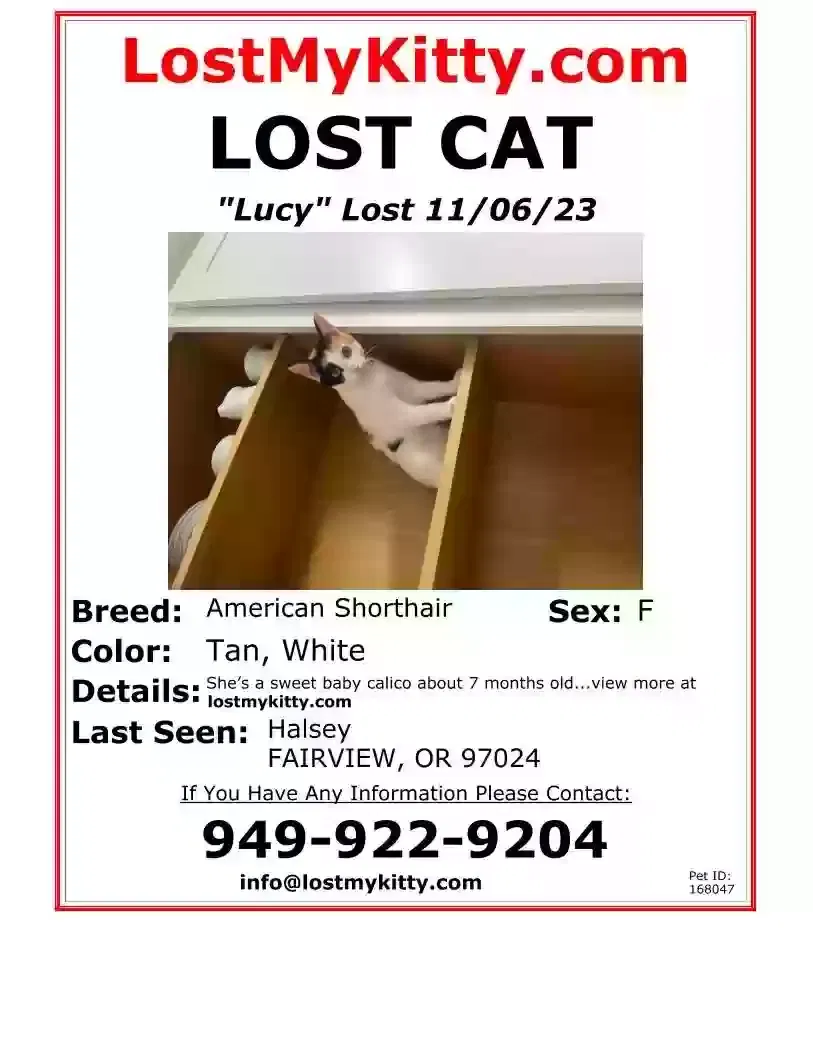 Lost cat in Fairview, OR, 97024