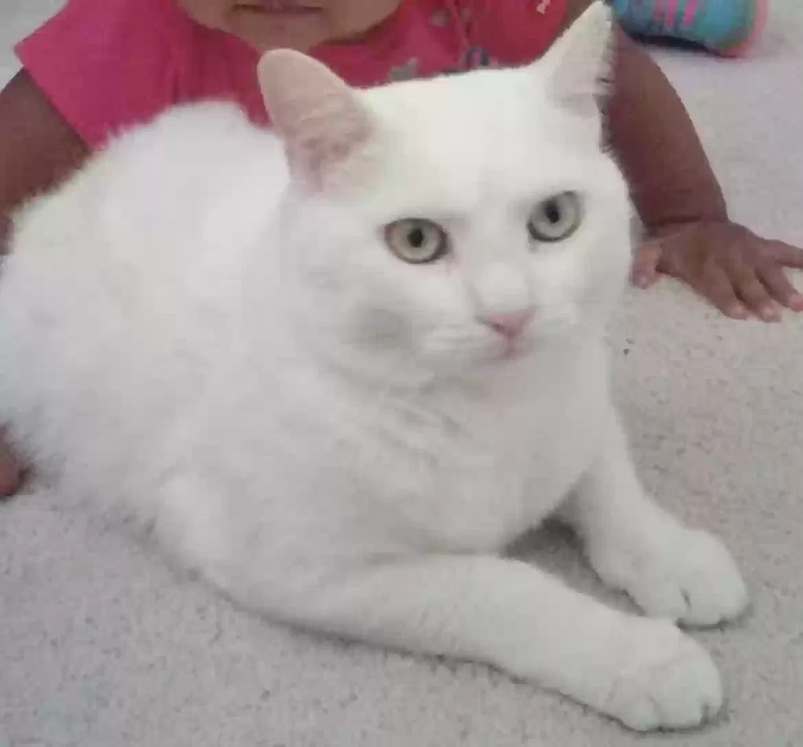 Lost cat in Land O Lakes, FL, 34638