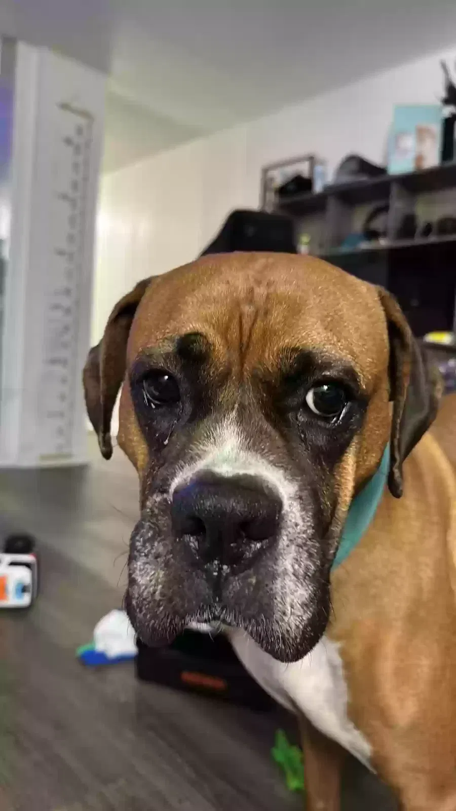Lost dog in New Caney, TX, 77357