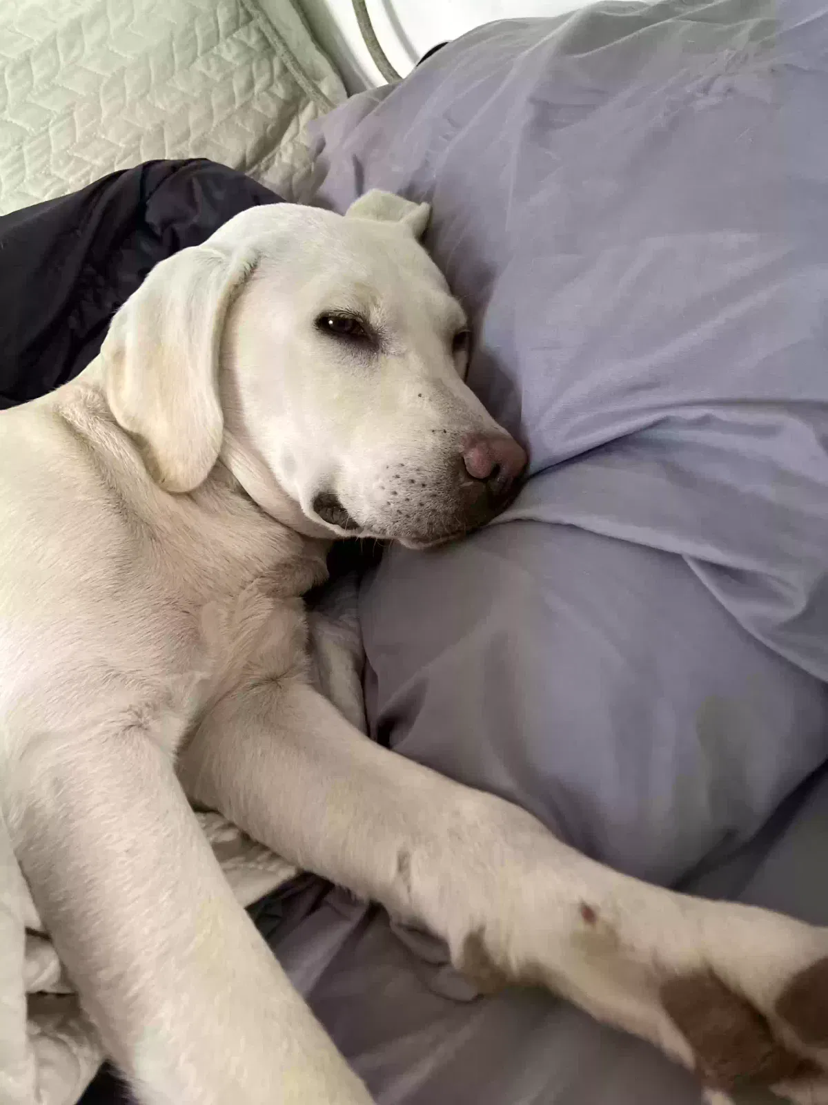 Found dog in Grand Junction, CO, 81501