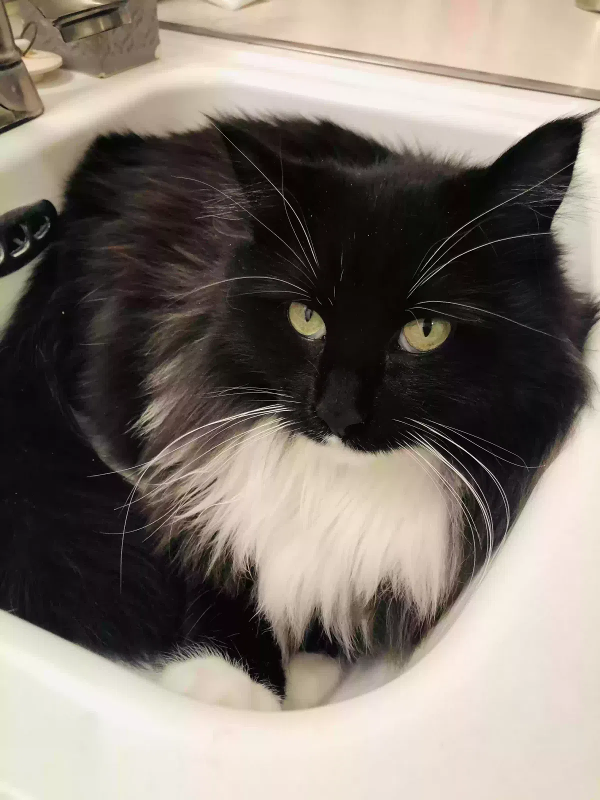 Lost cat in Buckeye, AZ, 85326