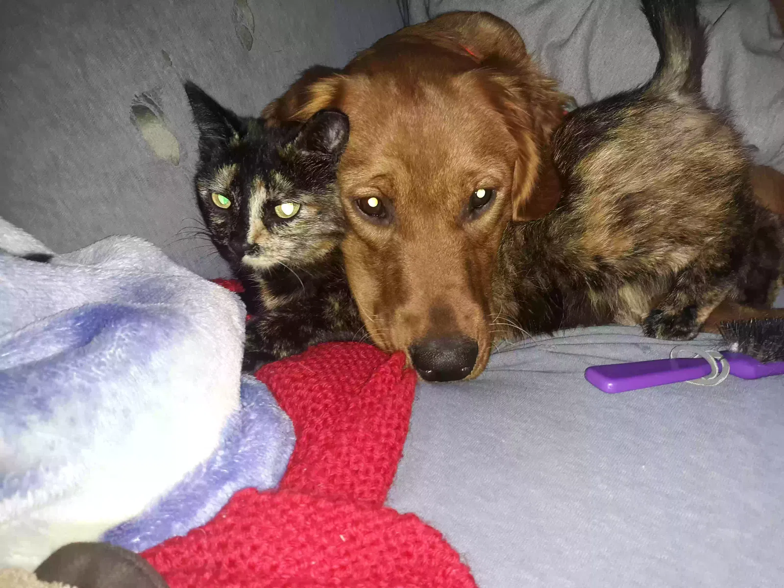 Lost cat in Fenelton, PA, 16034
