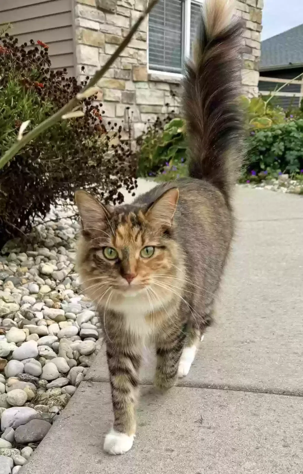 Lost cat in Milton, WI, 53563