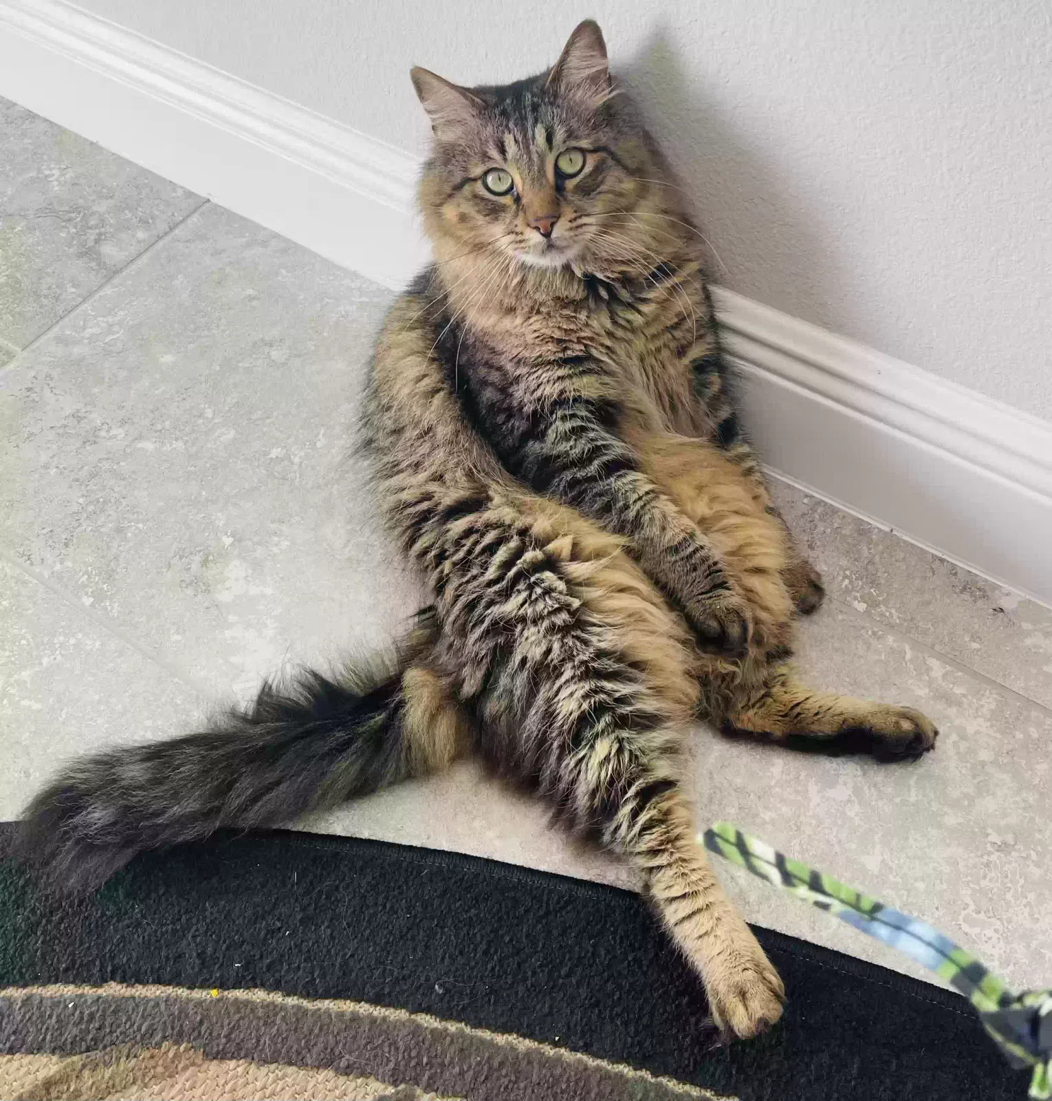 Lost cat in Lake Mary, FL, 32795