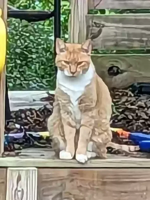 Lost cat in Jefferson, GA, 30549