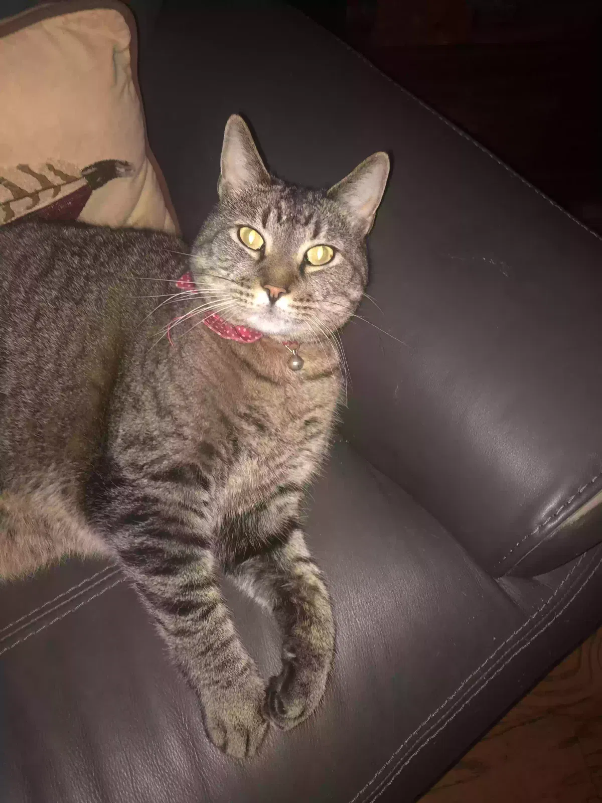 Lost cat in Hot Springs Village, AR, 71909