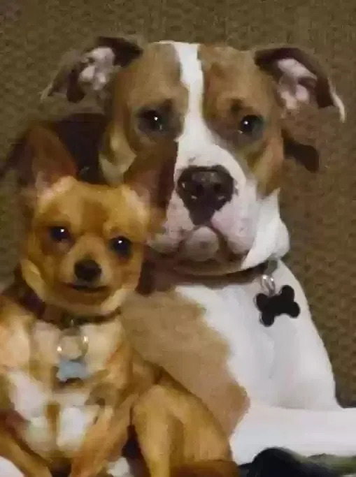 Lost dog in Hot Springs National Park, AR, 71913